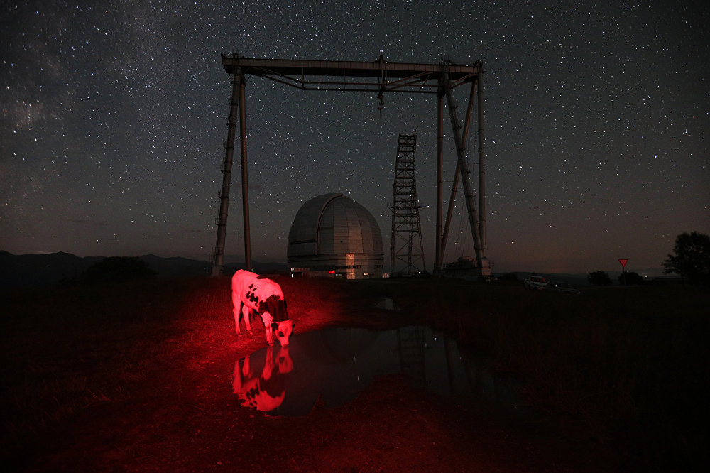 Красная корова Красная корова/Red cow