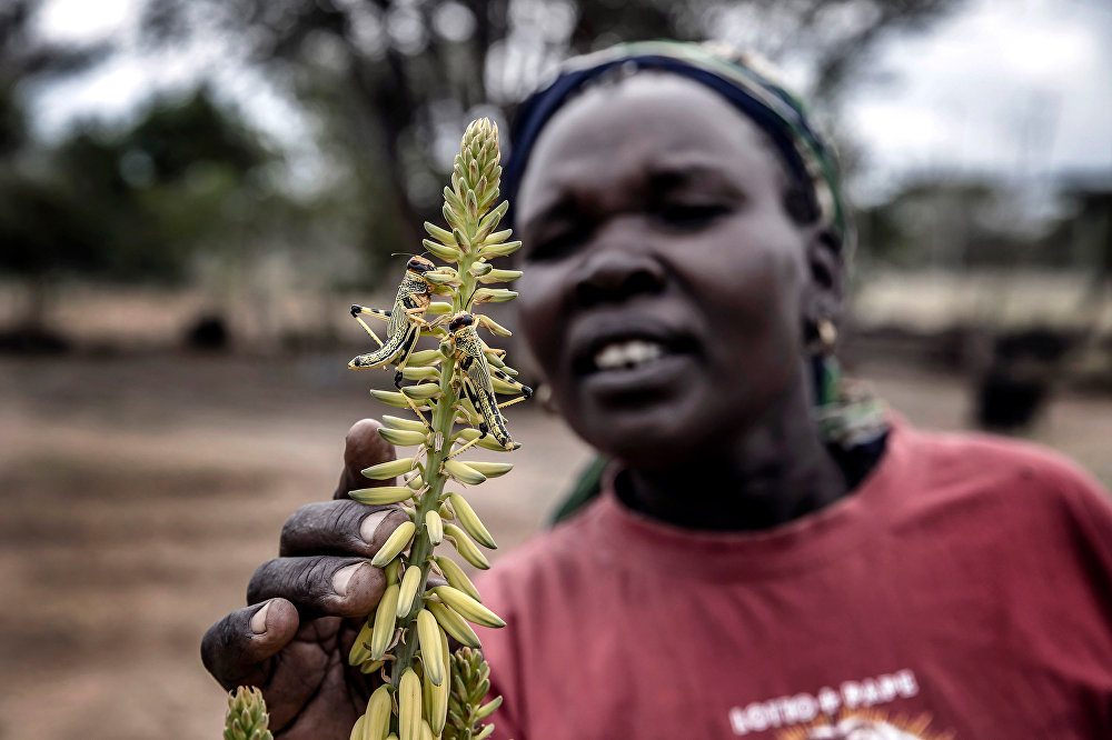 Locust invasion in East Africa