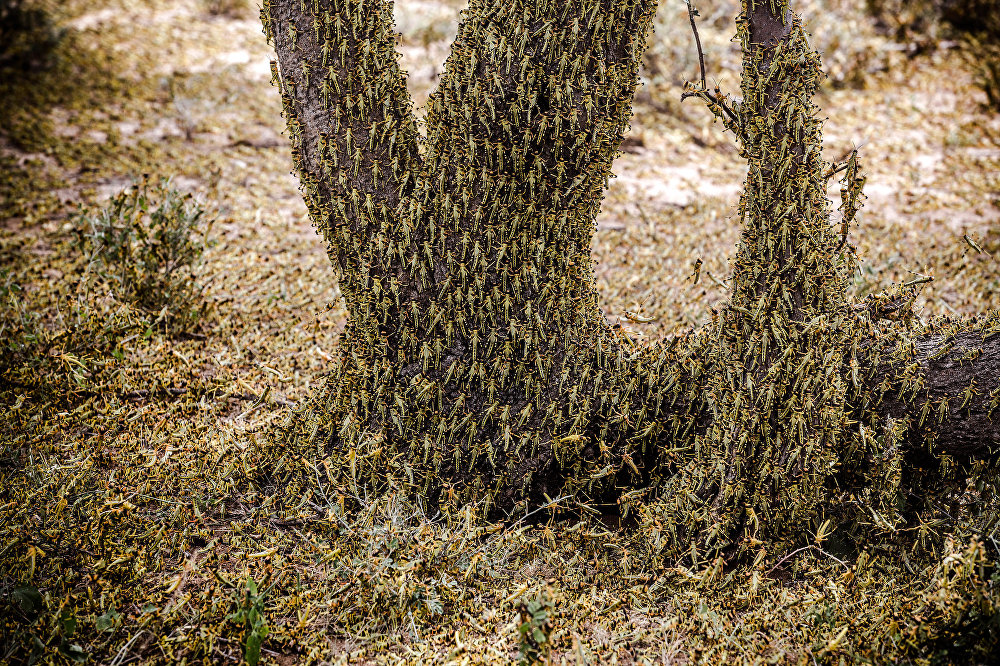 Locust invasion in East Africa