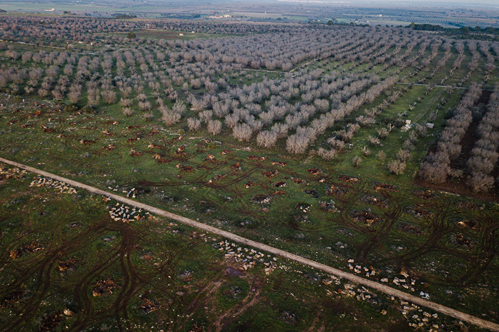 Lost Roots: the Olive Trees Apocalypse in Italy