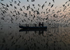 Seagulls around Yamuna River
