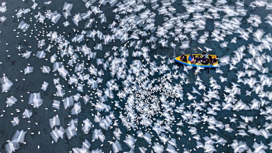 Serenity in motion