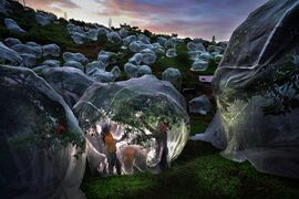 Fruit trees growing in tents