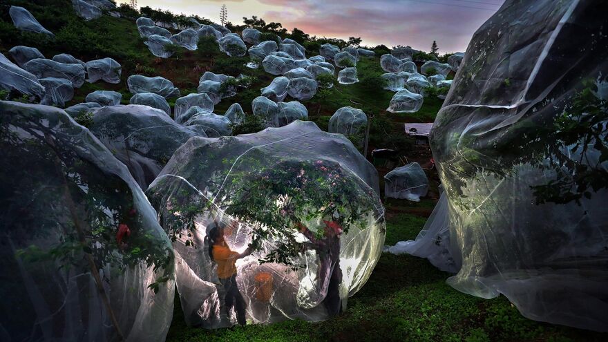 Fruit trees growing in tents