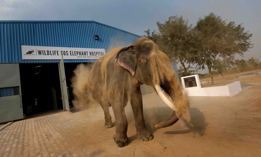 Слон Гаджрадж, спасенный из индийской королевской семьи, принимает грязевую ванну в лечебнице для слонов Wildlife SOS.
