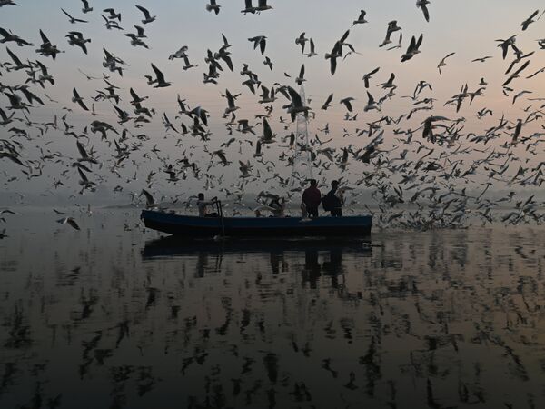 Чайки на реке Джамна